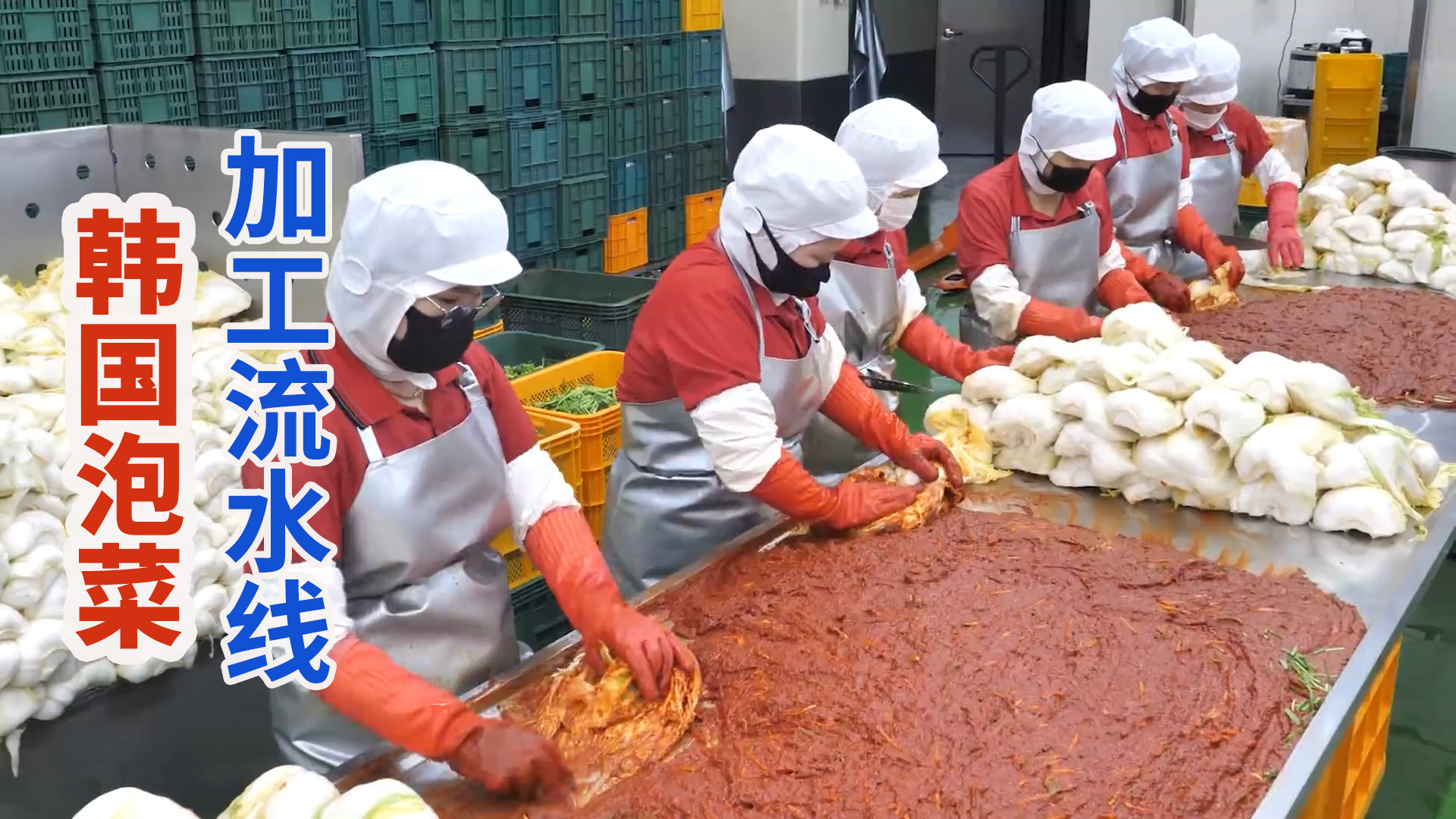 韩国国民泡菜加工流水线，苹果混合辣椒作酱料全程干净卫生！